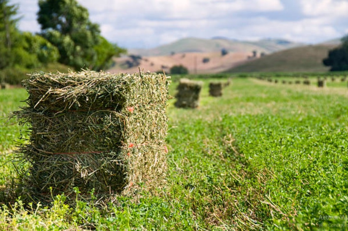 Alfalfa